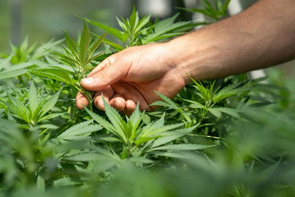 Top conseils pour maîtriser la culture de CBD outdoor en 2026